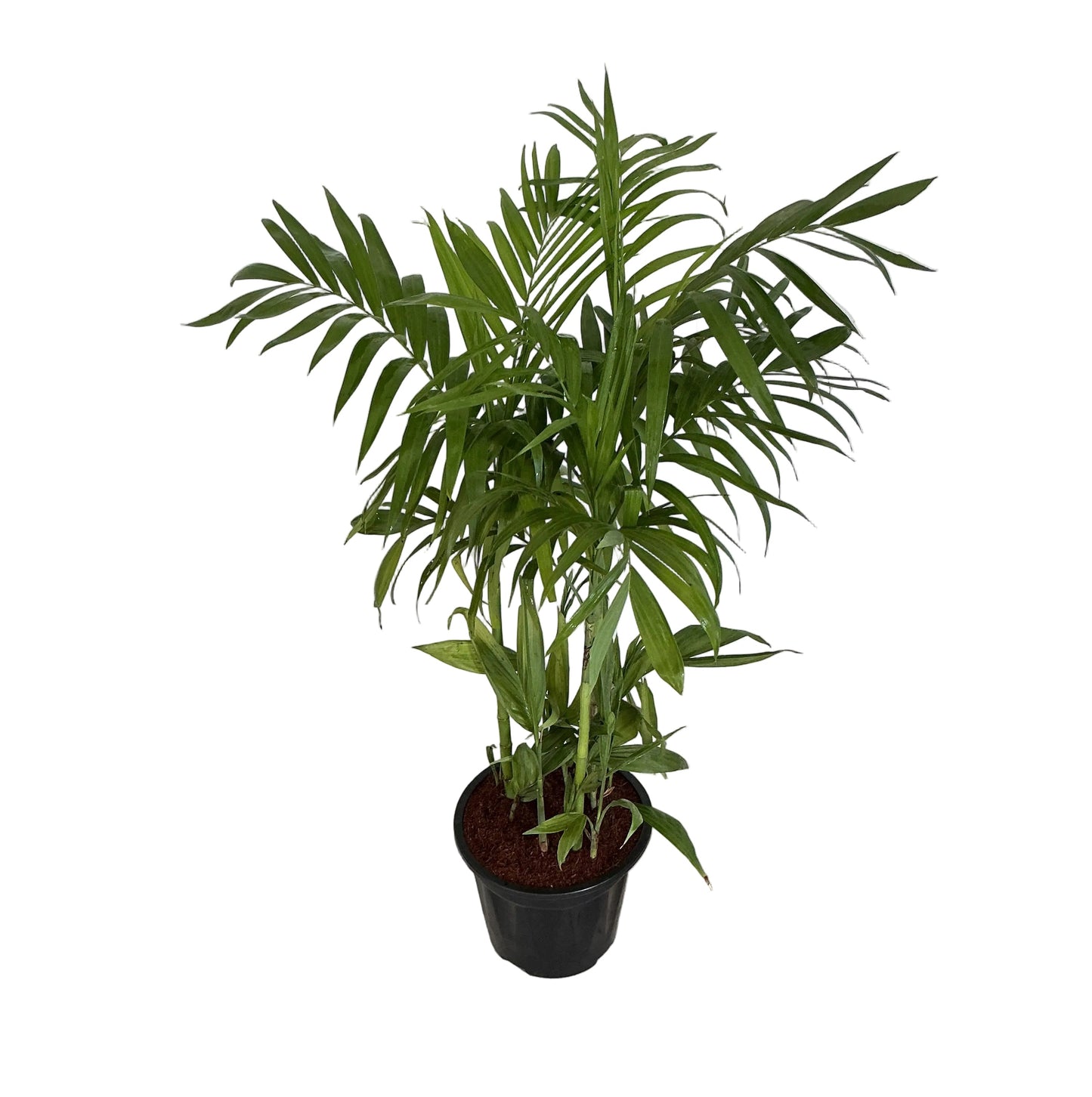 Sicotiya Palm/Bamboo Palm In 10 Inch Black Nursery Pot