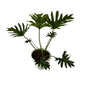 Philodendron Selloum Plant In 10 Inch White Classic Pot
