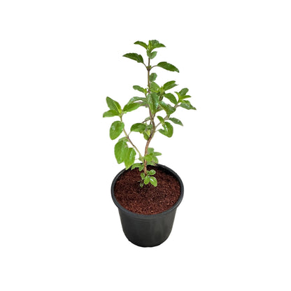 Set Of-2 Rama Shyama Tulsi In 6 Inch Nursery Pot