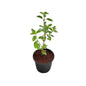 Rama Tulsi Plant In 6 Inch Nursery Pot