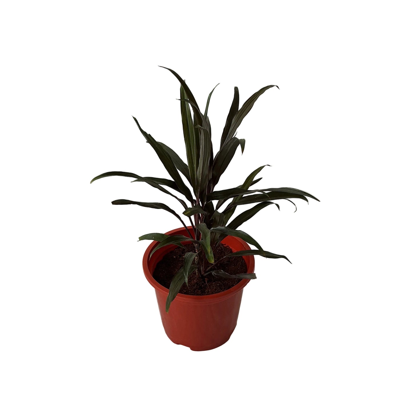 Dracaena Black Plant In 8 Inch Red Nursery Pot