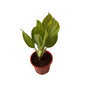 Aglaonima silver plant in 8 inch red nursery pot