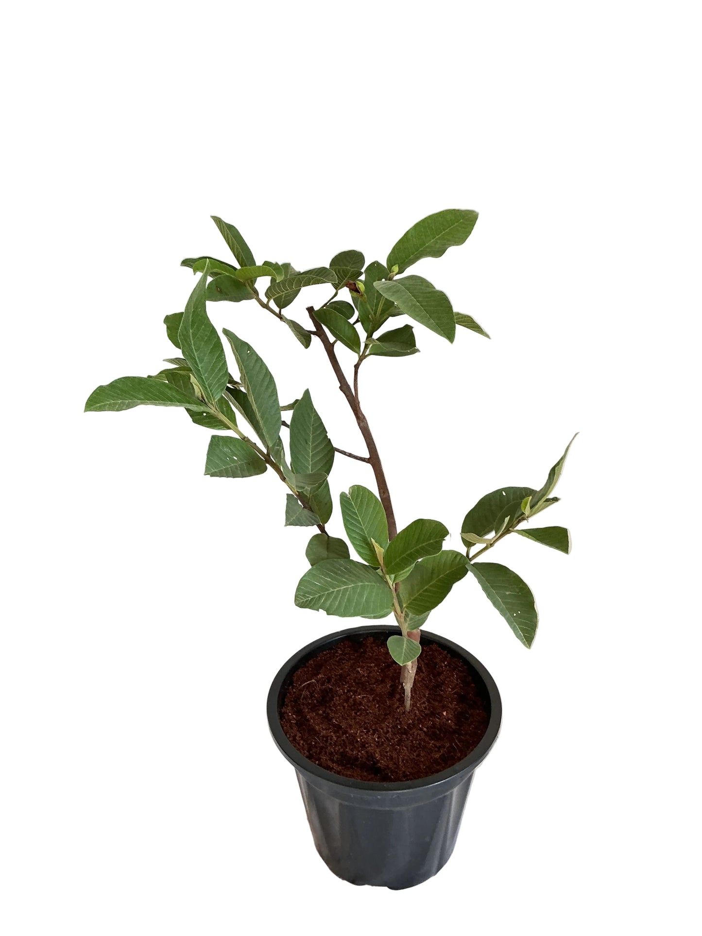 Guava Amrud plant in 10 inch black nursery pot