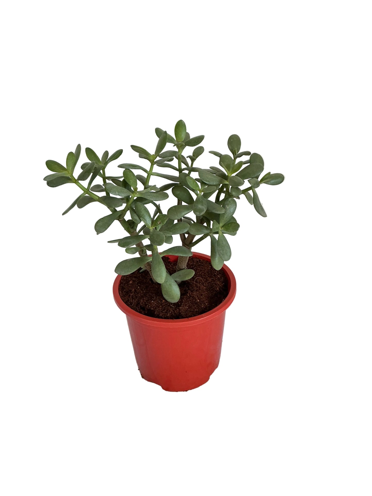 Crassula plant in 6 inch Red nursery pot