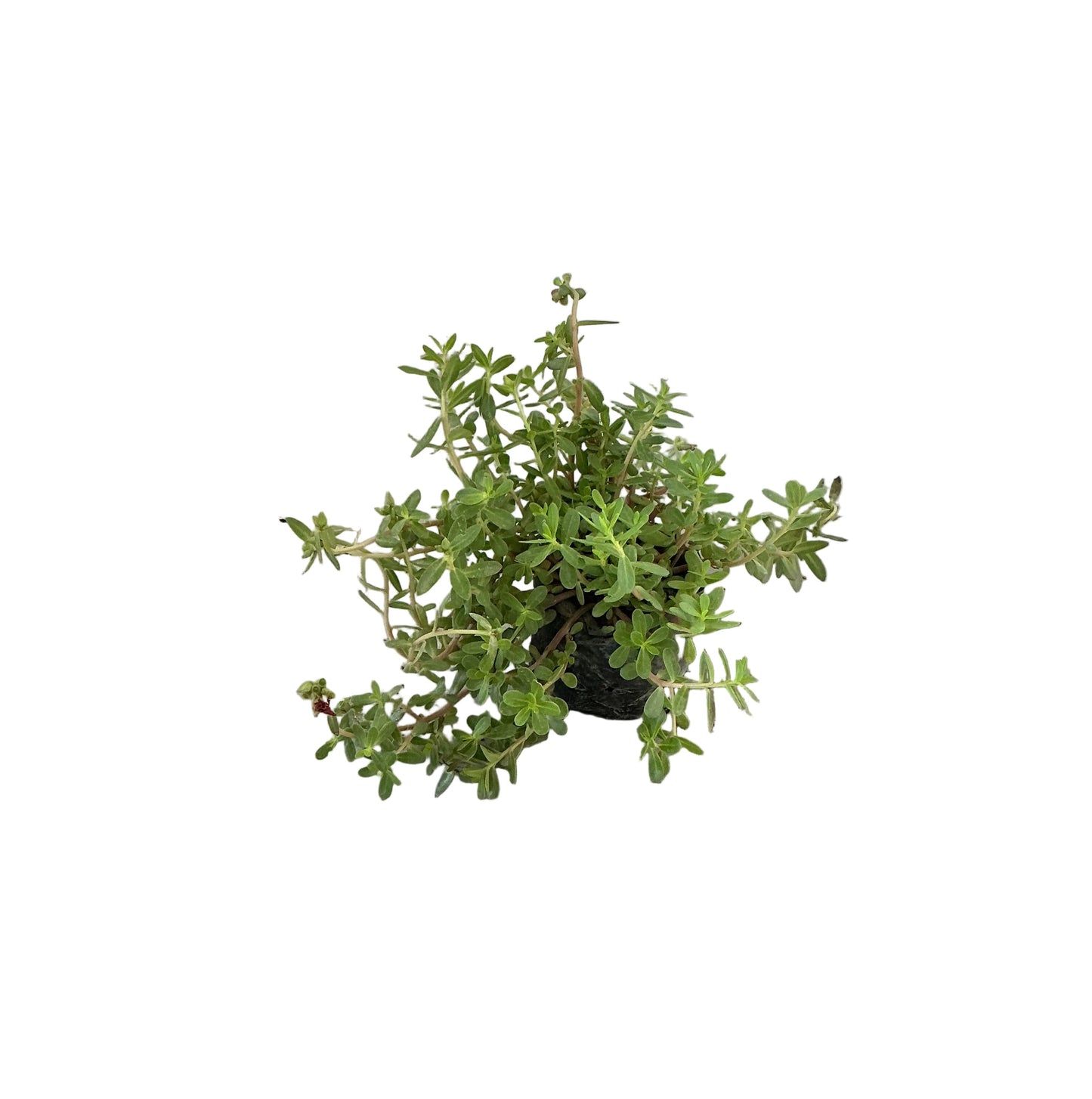 Kulfa Flower Plant In 4 Inch Polybag