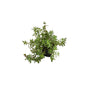 Kulfa Flower Plant In 4 Inch Polybag