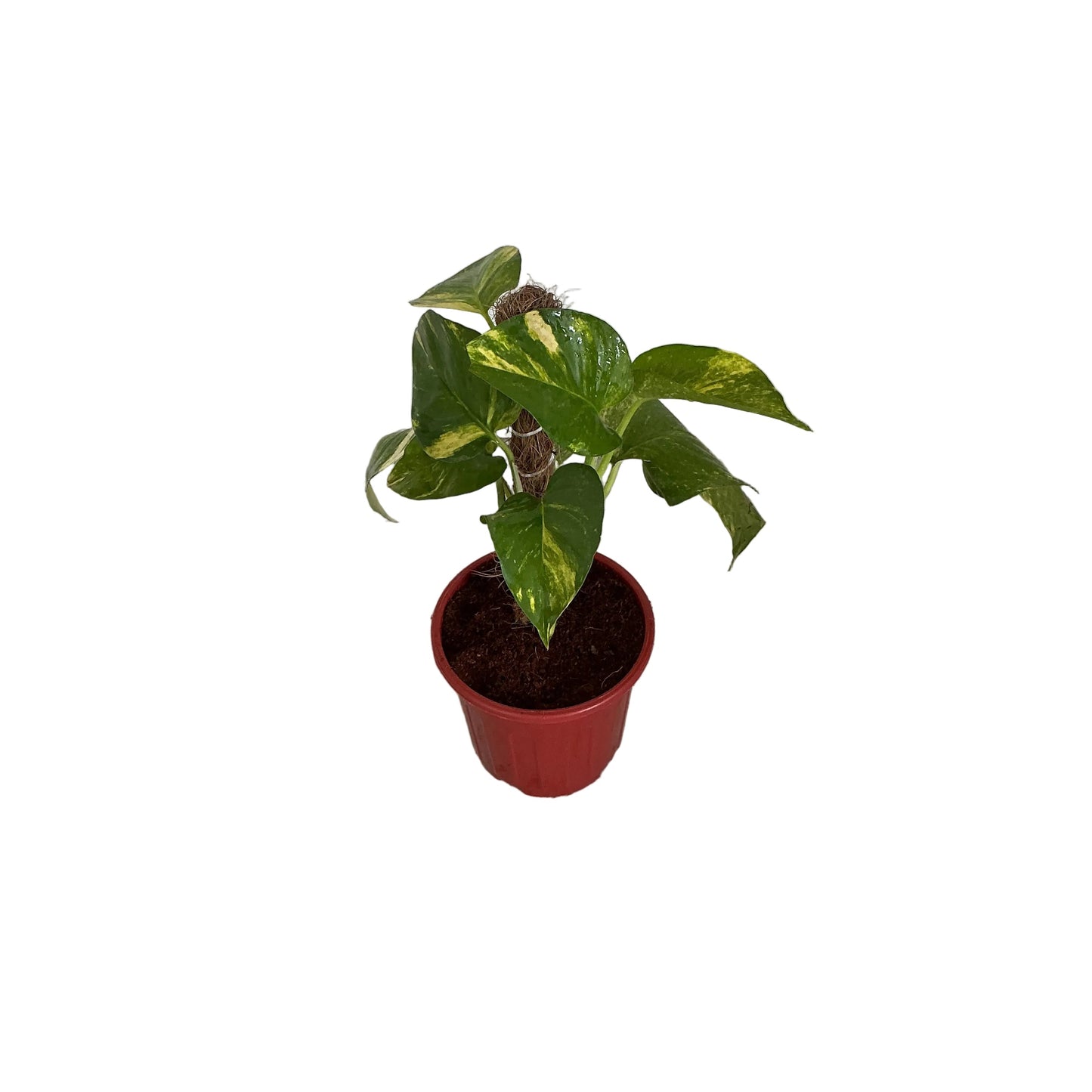 Money Plant In 6 Inch Red Nursery plant