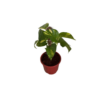Money Plant In 6 Inch Red Nursery plant