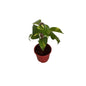 Money Plant In 6 Inch Red Nursery plant