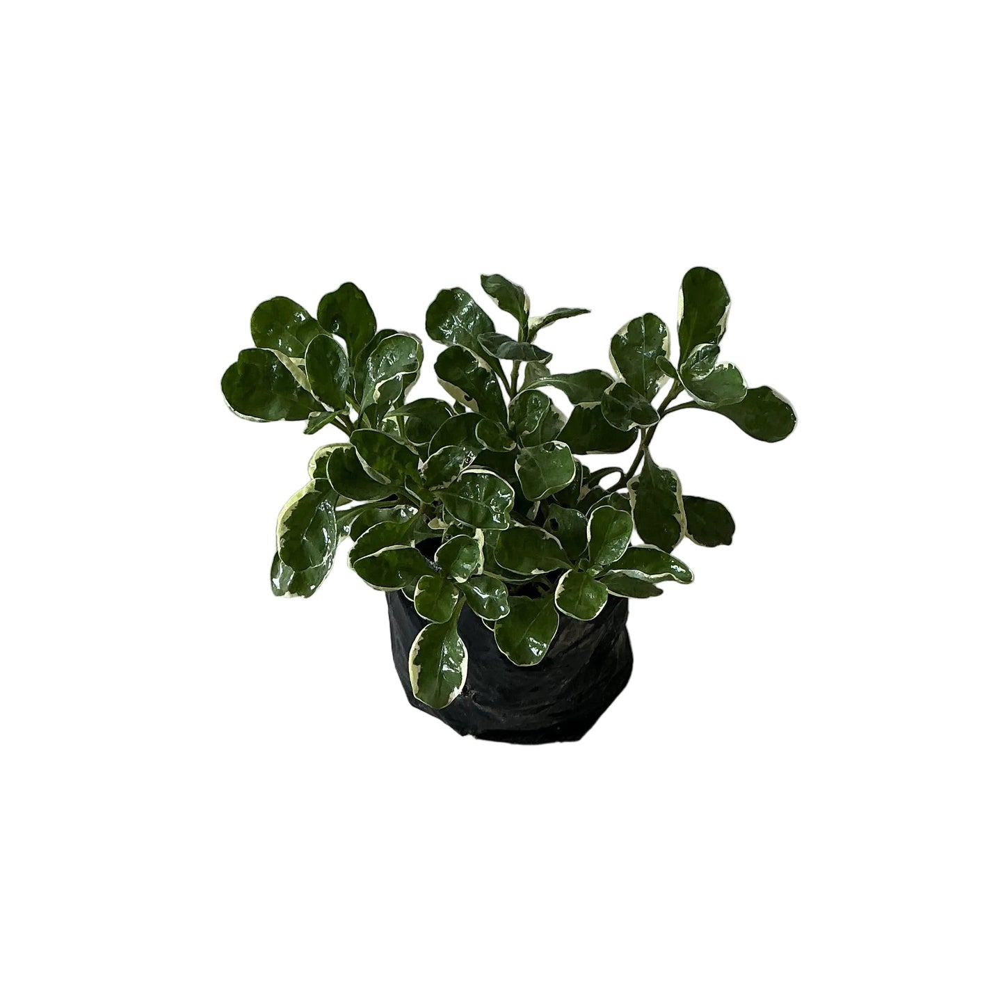 Alternanthera Verigated Plant In 4 Inch Polybag