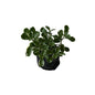 Alternanthera Verigated Plant In 4 Inch Polybag