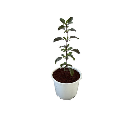 Set Of-2 Rama Shyama Tulsi In 6 Inch White Nursery Pot