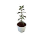 Shyama Tulsi Plant In 6 Inch White Nursery Pot