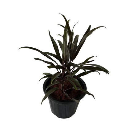 Dracaena Black In 8 Inch Black Nursery Pots