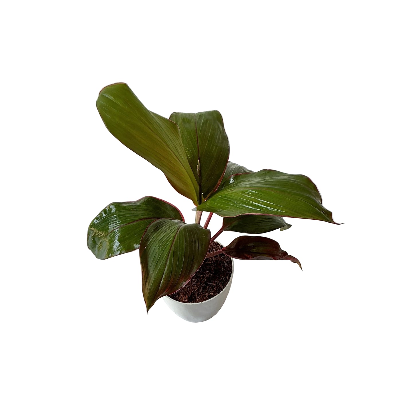 Dracaena red ruby plant (Rozia plant) in 4 inch any design pot