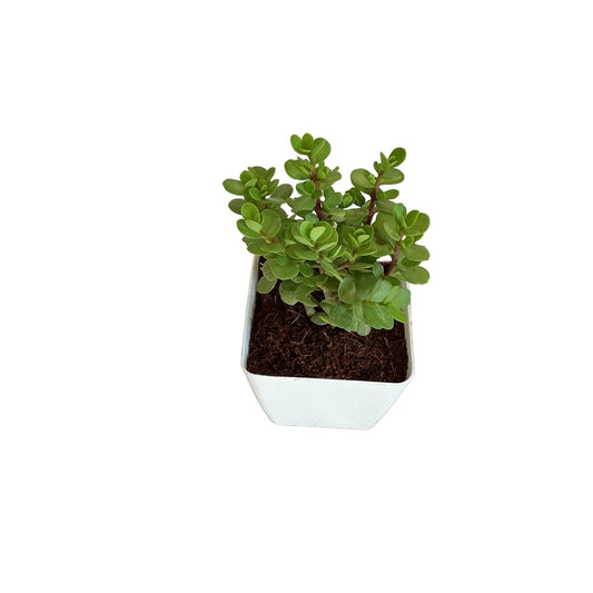 Jade plant in 4 inch white orchid square pot