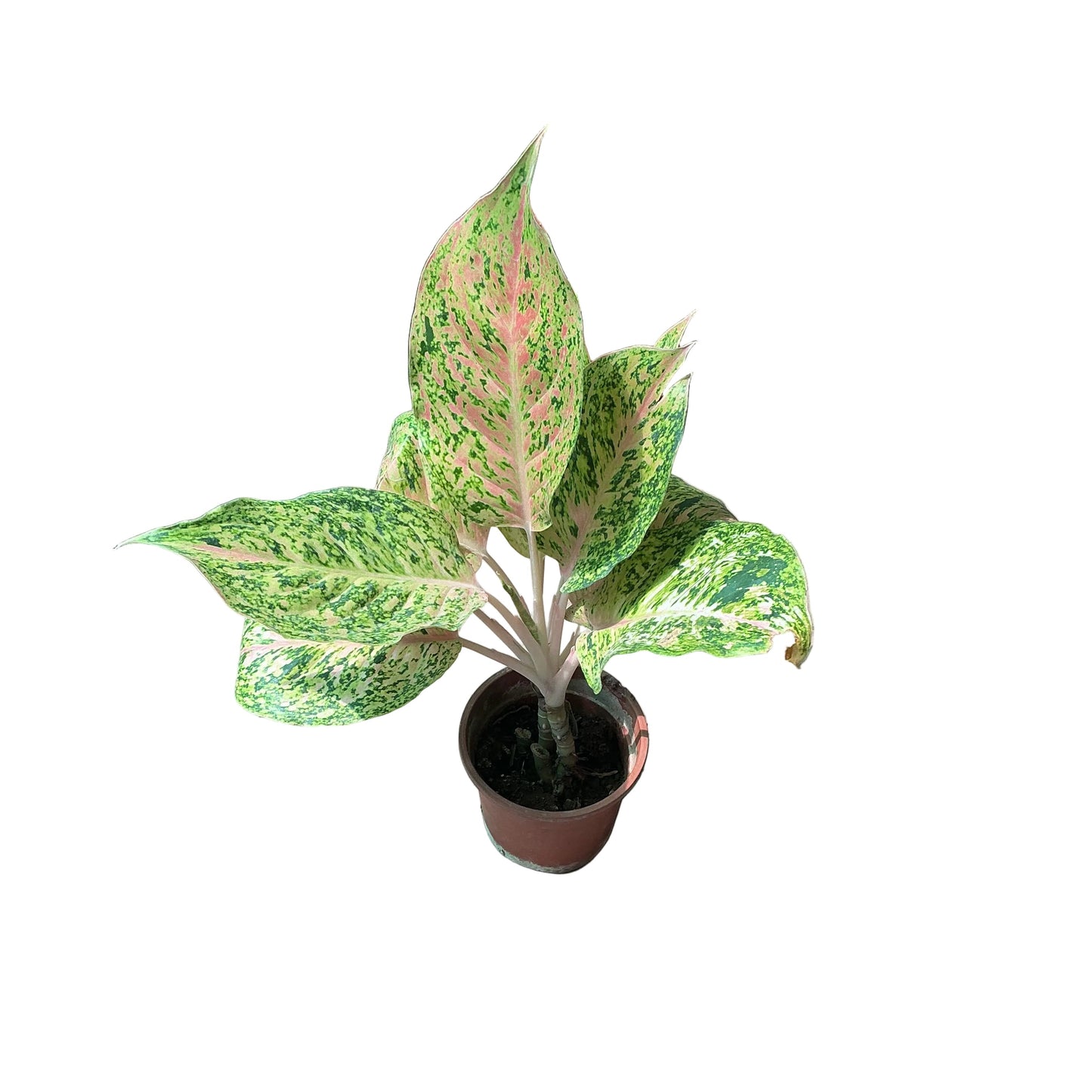 Aglaonima Orange Colour Plant In 6 Inch Nursery Pot