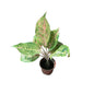 Aglaonima Orange Colour Plant In 6 Inch Nursery Pot