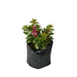 Bougainvillea New Torch GLory Any Colour Flower In 10 Inch Poly Bag