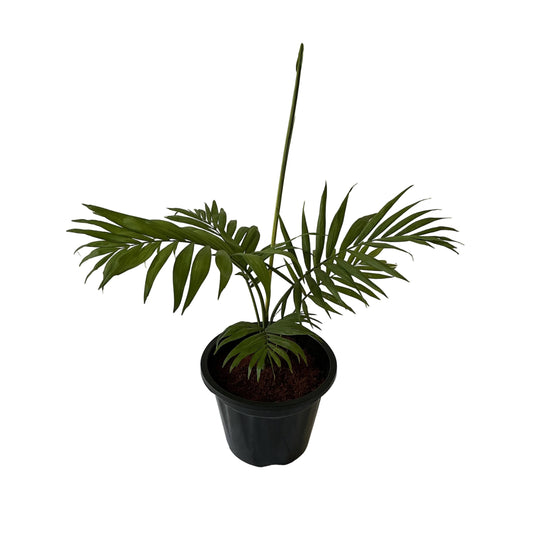 Chamaedorea Plant In 6 Inch Black Nursery Pot