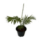 Chamaedorea Plant In 6 Inch Black Nursery Pot