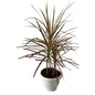 Dracaena Chloroma Plant In 8 Inch White Classic Pot