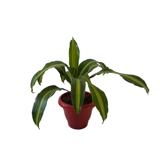 Messenger Victoria ( Dracaena Fragrance) Plant In 8 Inch Red Classic Pot