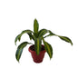 Messenger Victoria ( Dracaena Fragrance) Plant In 8 Inch Red Classic Pot