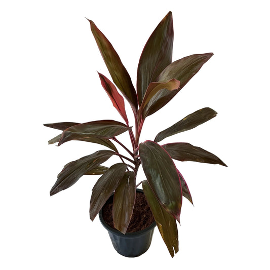 Dracaena Red Plant (Red Mahatma plant) in 8 inch black nursery pot