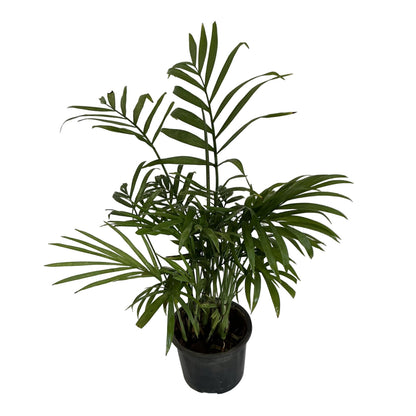 Chamaedorea plant in 4 inch black nursery pot