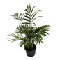 Chamaedorea plant in 4 inch black nursery pot