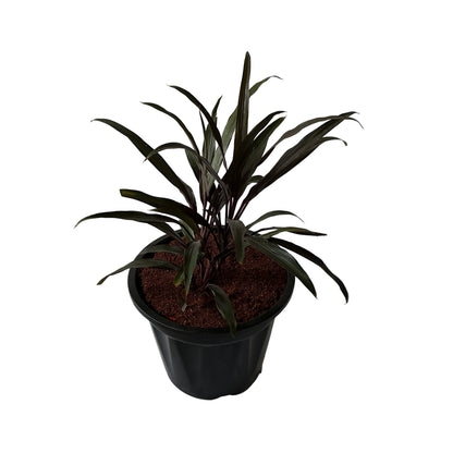 Dracaena Black In 8 Inch Black Nursery Pots