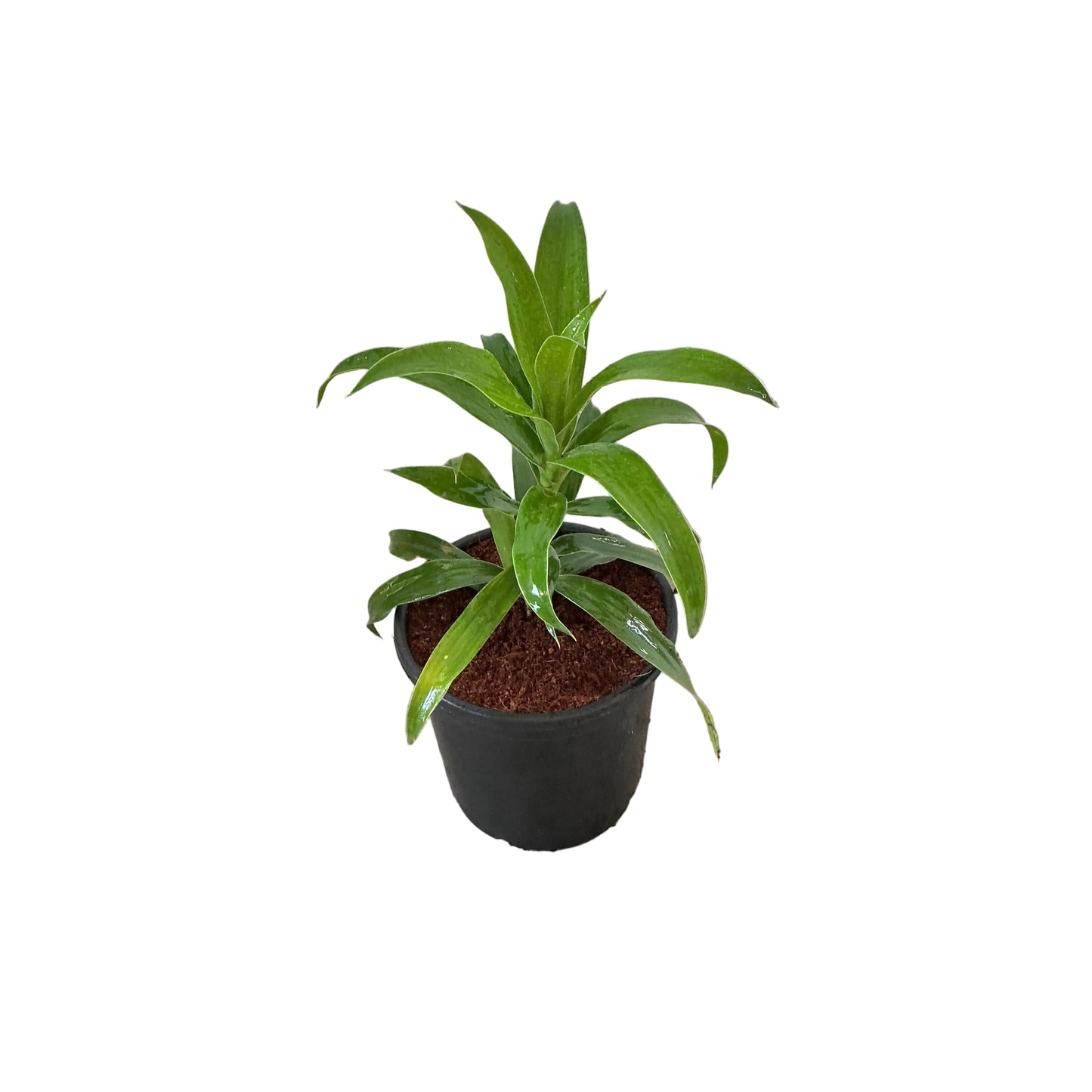 Dracaena Green Plant In 6 Inch Nursery Pot
