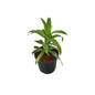 Dracaena Green Plant In 6 Inch Nursery Pot