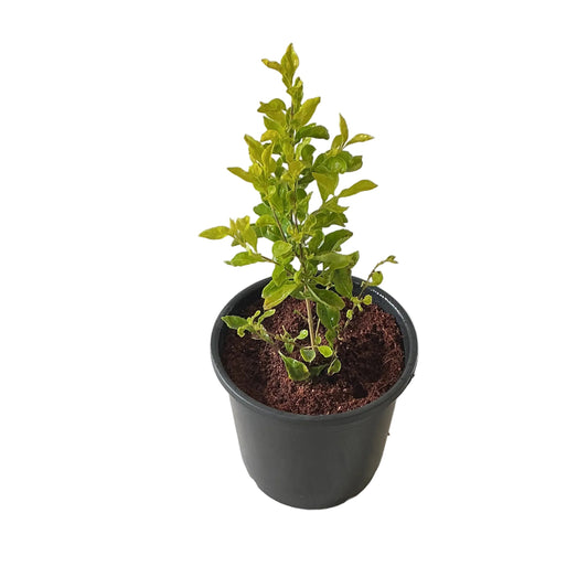 Golden Duranta Plant In 6 Inch Nursery Pot