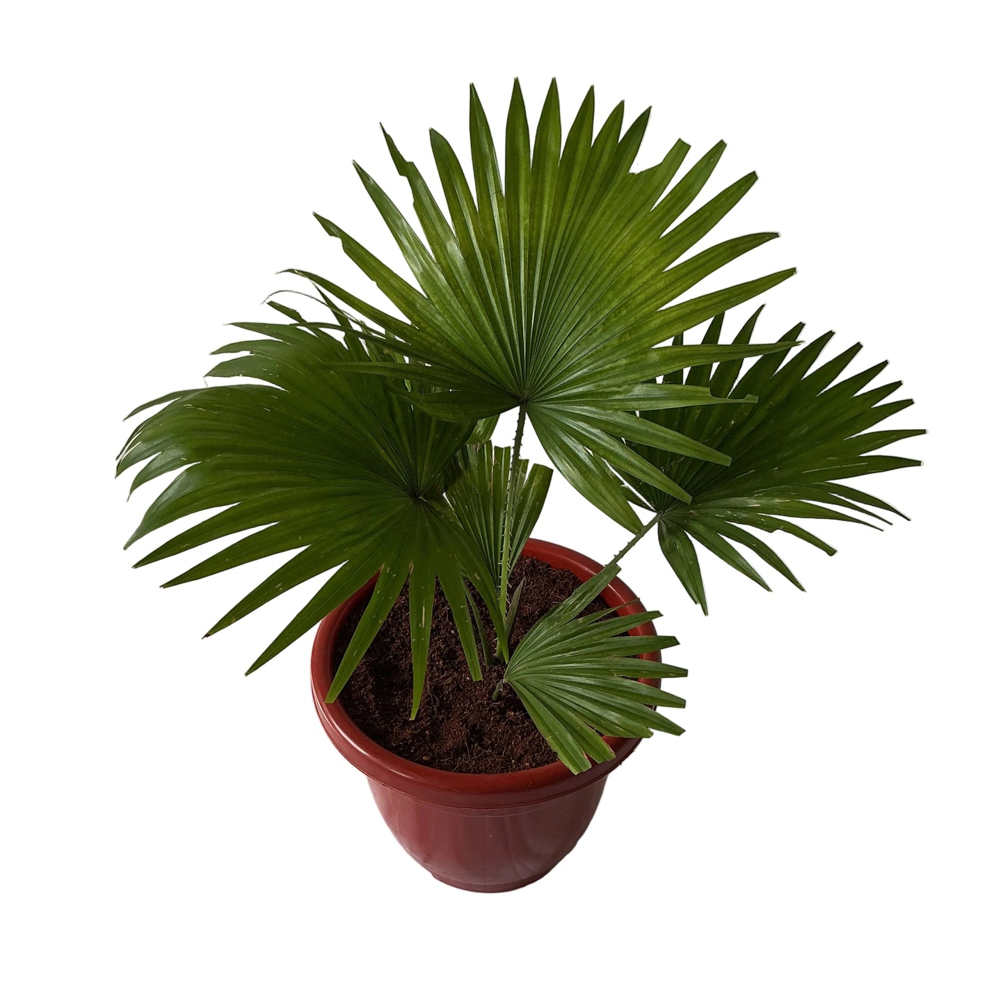 China Palm In 10 Inch Red Classic Pot