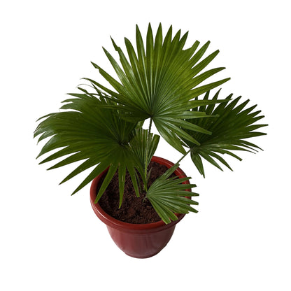 China Palm In 10 Inch Red Classic Pot