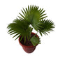 China Palm In 10 Inch Red Classic Pot