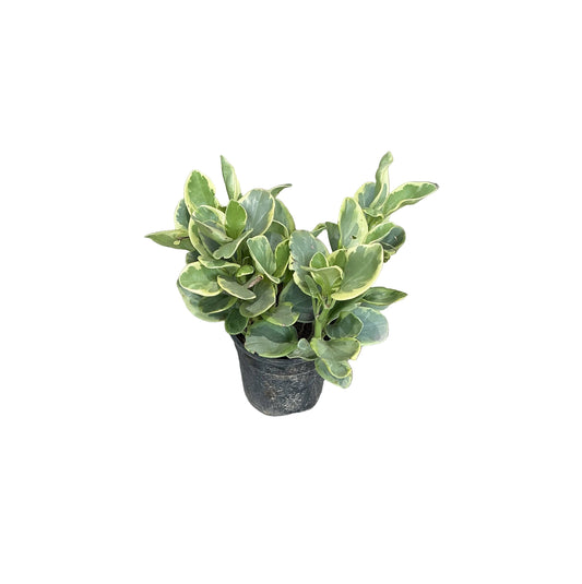 Peperomia/ Buy Baby Rubber Plant In 4 Inch Black Nursery Pots.