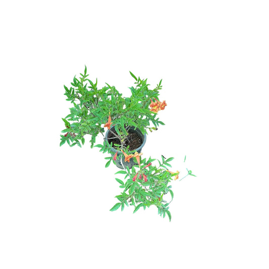 Ticoma Flower Plant In 6 Inch Nursery Pot
