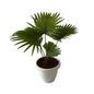 China Palm plant In 8 Inch White Classic Pot