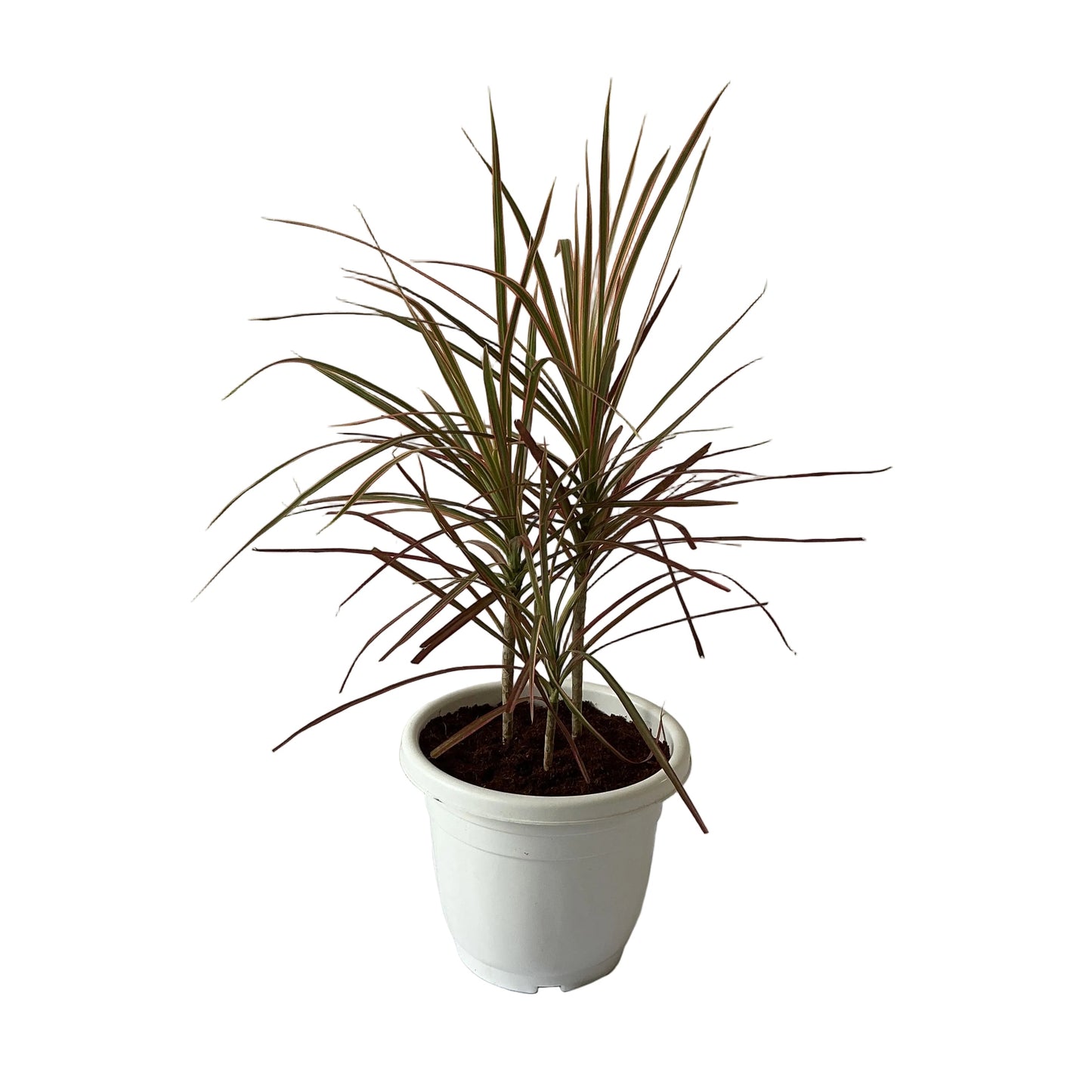 Dracaena Red Chloroma Plant In 10 Inch Plant