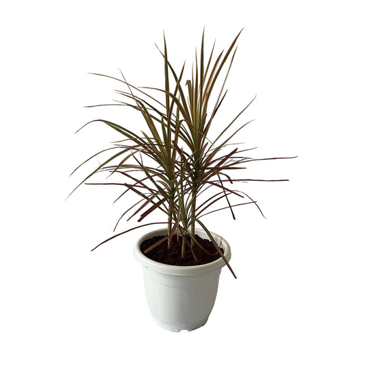 Dracaena Red Chloroma Plant In 10 Inch Plant