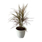 Dracaena Red Chloroma Plant In 10 Inch Plant