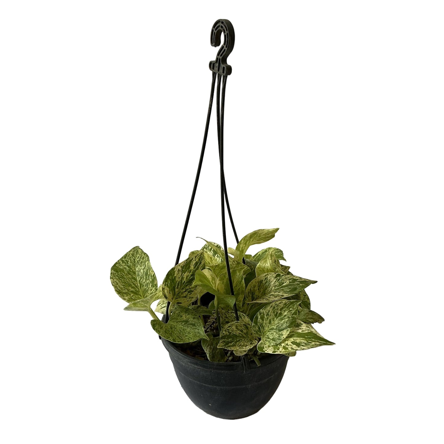 Money Plant In black Hanging Basket pot