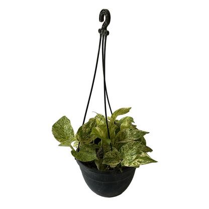 Money Plant In black Hanging Basket pot