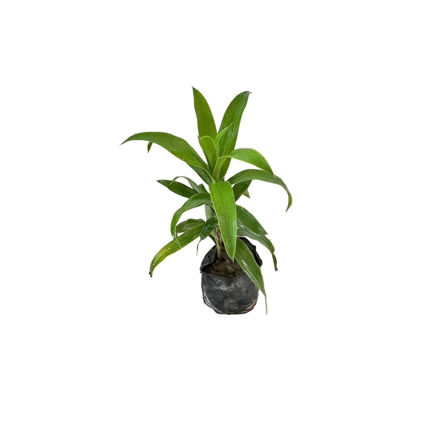 Dracaena Green/Kancoria Plant In 4 Inch Poly Bag