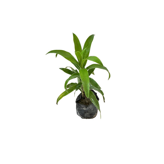 Dracaena Green/Kancoria Plant In 4 Inch Poly Bag