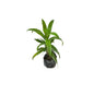 Dracaena Green/Kancoria Plant In 4 Inch Poly Bag