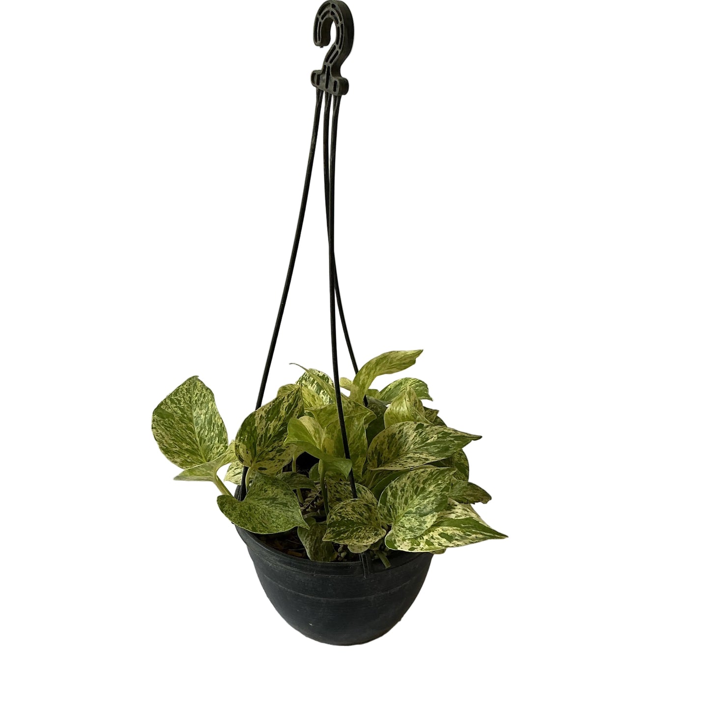 Money Plant In black Hanging Basket pot